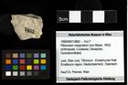 Foto (Objekt + Etiketten) von Pithonoton marginatum (von Meyer, 1842) 